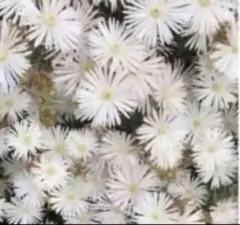 専用】【今だけ！】白花マツバギク 木質化 ☆カット苗 - メルカリ