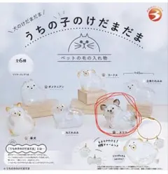 うちの子のけだまだま　チワワ