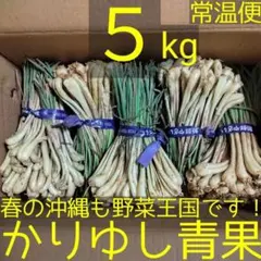 【bakuzou】沖縄 伊江島特産 島らっきょう 5kg bakuzou様専用】沖縄 伊江島特産 島らっきょう 5kg - メルカリ