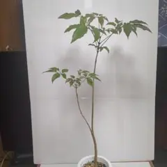 みきちゃん様 リクエスト 2点 まとめ商品