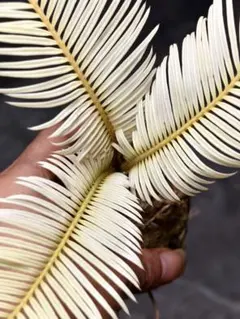 2025年最新】ソテツの人気アイテム - メルカリ