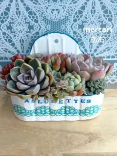 多肉植物寄せ植えそのまま飾れる (ブルー)