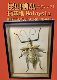 ヴィンテージマレーシアマレーオオナナフシ　標本　昆虫 ヴィンテージマレーシアマレーオオナナフシ 標本 昆虫