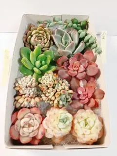 かーず様 リクエスト 2点 まとめ商品