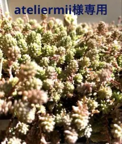 ateliermii様 リクエスト 2点 まとめ商品