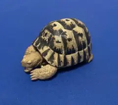 いきもの大図鑑 ギリシャリクガメのサムネイル