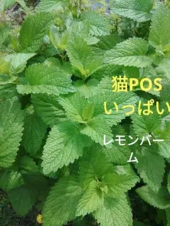 多年草　レモンバーム　抜き苗　猫POSいっぱい
