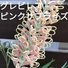 M1希少グレビレア ピンクサプライズ7号鉢高さ120cm 2025年最新】グレビレア ピンクサプライズの人気アイテム - メルカリ