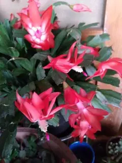 Komume様 リクエスト 2点 まとめ商品