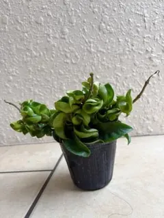 観葉植物　ホヤ　カルノーサ　コンパのサムネイル