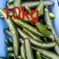 新鮮な訳ありきゅうり 10kg 農家直送のサムネイル