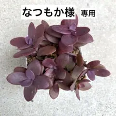 2025年最新】サンスパークラーの人気アイテム - メルカリ