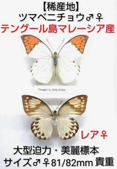 6mm】ツシマヘリビロトゲトゲに酷似のカメルーンのトゲトゲの一種 標本
