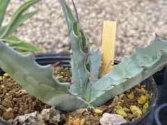 アガベ　ジェントリージョーズ　子株① 鋸歯状葉 ジェントリージョーズ-No.1 – ANOTHER PLANTS