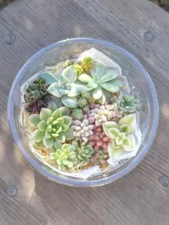 斑入り多肉植物カット苗セット