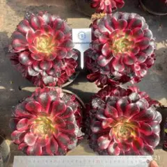 Top【選抜株】多肉植物　24050メドゥーサー9個　鉢無し/脱土