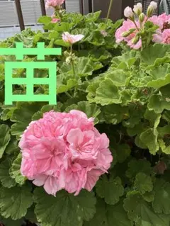 ゼラニウム ピンク八重咲き - メルカリ