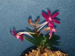 【♪余剰苗特売市♪】富貴蘭　ワインレッドの心