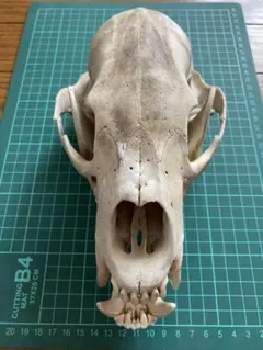 イノシシの頭蓋骨 オス イノシシの頭蓋骨 オス - メルカリ