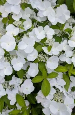 2026年最新】紫陽花の人気アイテム - メルカリ