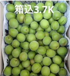 自家用無農薬梅 箱込み3.7Kのサムネイル