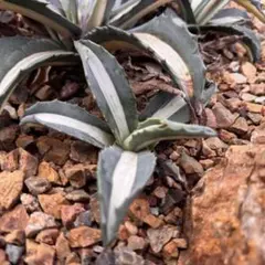 アガベ 華厳