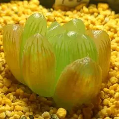 多肉植物　ハオルチア　ドドソングリーン×オブツーサ錦黄色斑　966のサムネイル