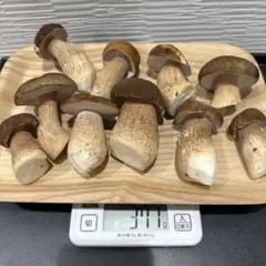 天然きのこ ヤマドリタケモドキ （ポルチーニ） 約800g きのこ - メルカリ