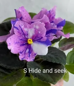 セントポーリア S Hide and seekのサムネイル