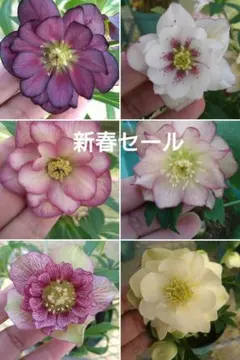 プリマヴェーラゴールド×ピエラ☆クリスマスローズ交配苗☆開花年数