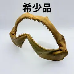 ア*神様 ☆希少☆ サメ(メジロザメ)の剥製 - メルカリ