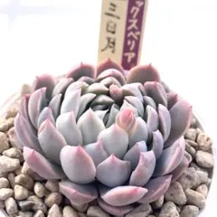 な*ぴ様 【極上苗】ミックスベリア 三日月 多肉植物 おらいさん 自家繁殖苗