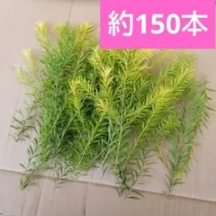 メラレウカ　レボリューションゴールド　枝　葉　葉っぱ　ティーツリー　生花のサムネイル