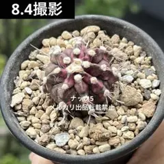 ミハノビッチ T-REX ギムノカリキウム（検索）サボテン 緋牡丹錦のサムネイル
