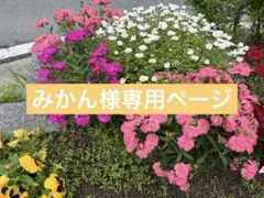 みかん様専用ページ