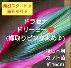 No.1【激レア！】ドラセナ♥️発根済み！高さ約15cm - メルカリ