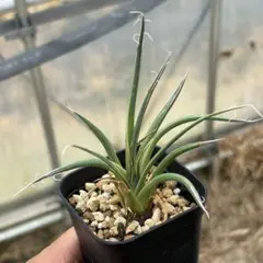 プヤ ベルテロニアナ（Puya berteroniana）実生 - メルカリ
