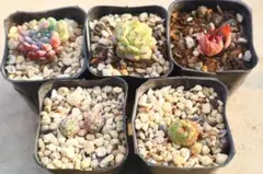 エケベリア5品種セット