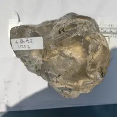 Top【選抜株】多肉植物 13194海蛍ウミホタル 10個 鉢無し/脱土 - メルカリ