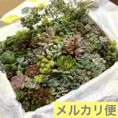 多肉植物カット苗30種☆セダム・エケベリア多肉弁当☆のサムネイル