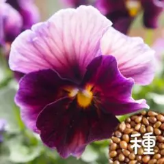 ビオラ ヌーヴェルヴァーグ_A 種のサムネイル