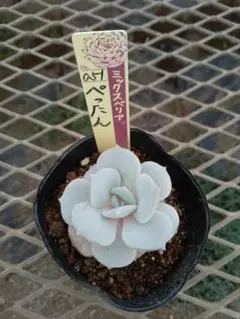 おらいさん 白玉美尼 ミックスベリア 多肉植物 - メルカリ
