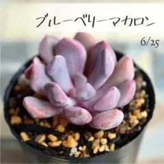 多肉植物【ブルーベリーマカロン】エケベリア ポットごと or 抜き苗 6㎝ポットのサムネイル