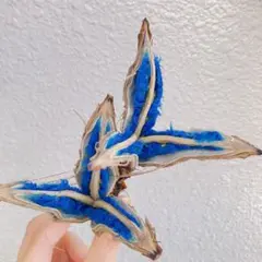 2026年最新】旅人の木 種の人気アイテム - メルカリ