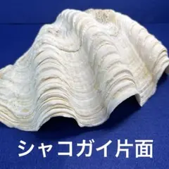 シャコ貝　片面　インテリア　飾り物　　　　　　　アクセサリー　オブジェ