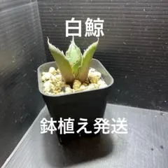 T0mo-P様 リクエスト 2点 まとめ商品