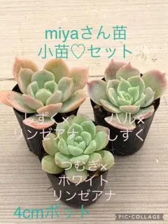 2025年最新】miyaさん苗の人気アイテム - メルカリ