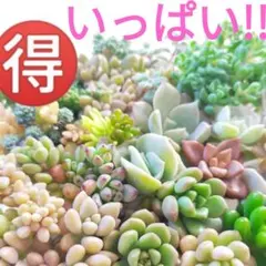 2026年最新】ラブリーローズの人気アイテム - メルカリ