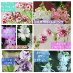 Sweet GARDEN　6種SETのサムネイル