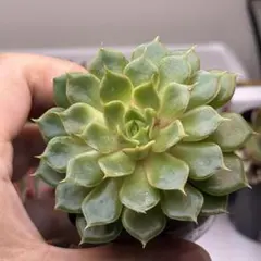 ルビーライム ミックスベリア おらいさん苗 多肉植物 エケベリア